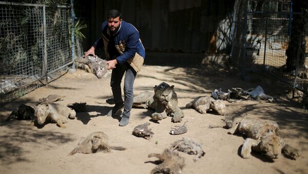 El dueño del zoo, Mohammad Oweida, muestra los animales disecados que han muerto durante la guerra del 2014 - Sputnik Mundo