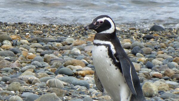 Pingüino caminando en una playa - Sputnik Mundo