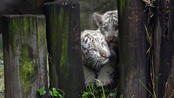 Dos cachorros de tigre de Bengala blanco en el zoológico de Buenos Aires - Sputnik Mundo
