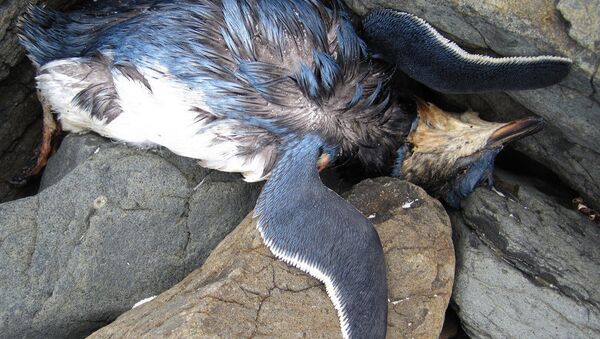 Matan a centenares de pingüinos y lobos marinos para usarlos de carnada en Chile - Sputnik Mundo