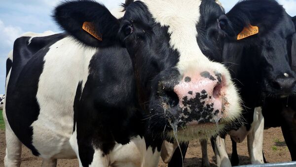 Las vacas españolas ya avisan por teléfono cuando van a parir - Sputnik Mundo