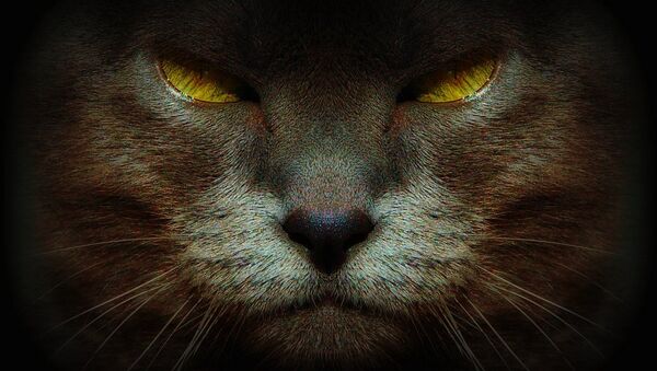 Un gato capitalista devora Londres en protesta de la “gentrificación” - Sputnik Mundo