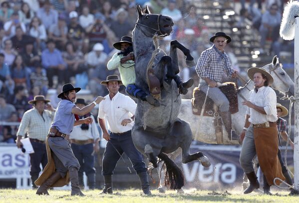 Rodeo en Montevideo: La competencia de los gauchos más valientes - Sputnik Mundo