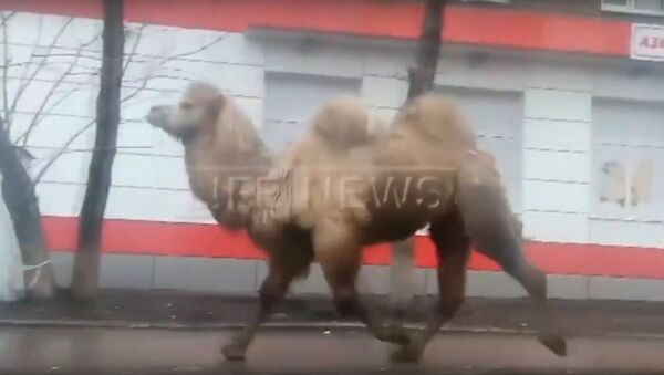 Camello paseando por las avenidas de la ciudad rusa de Ufá - Sputnik Mundo