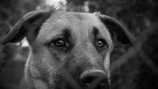 Perro con los ojos tristes - Sputnik Mundo