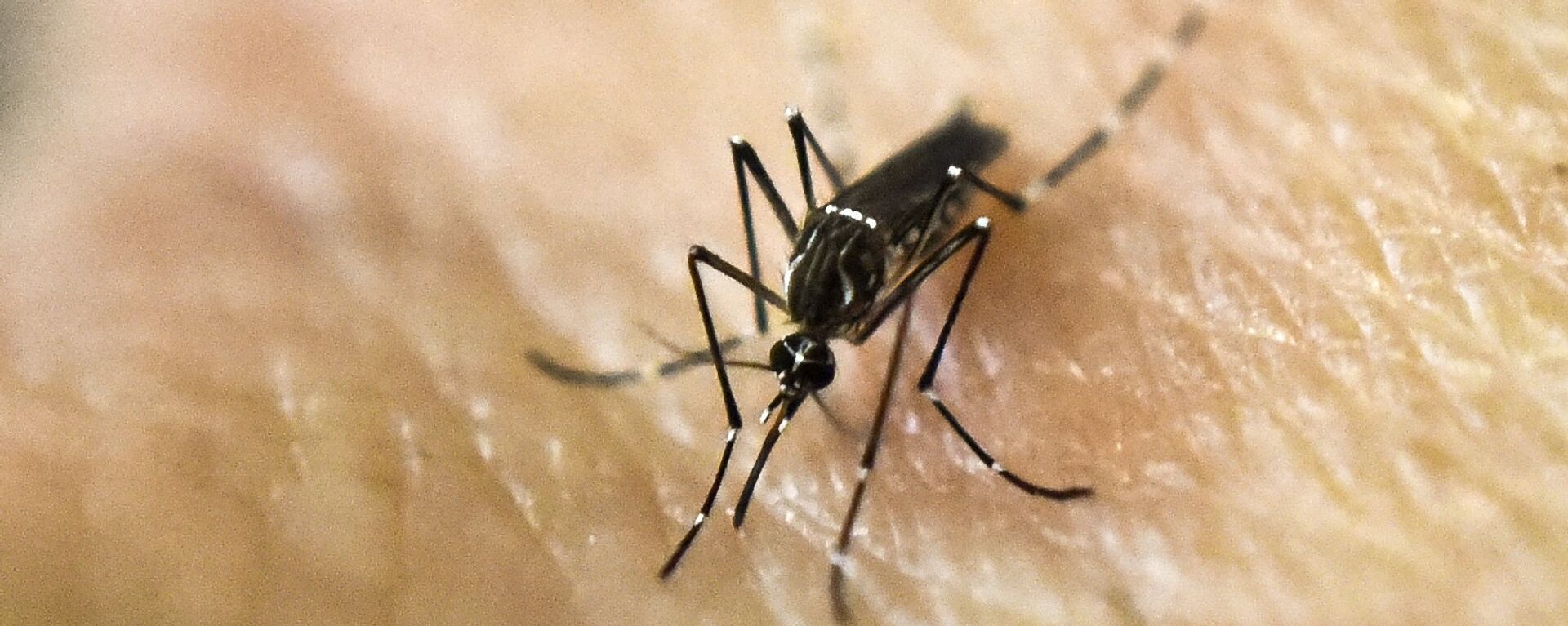 Mosquito Aedes aegypti - Sputnik Mundo, 1920, 23.06.2023