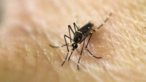 Mosquito Aedes aegypti, portador del virus del dengue - Sputnik Mundo