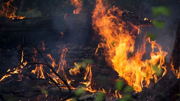 Incendio forestal en Lejano Oriente ruso (archivo) - Sputnik Mundo