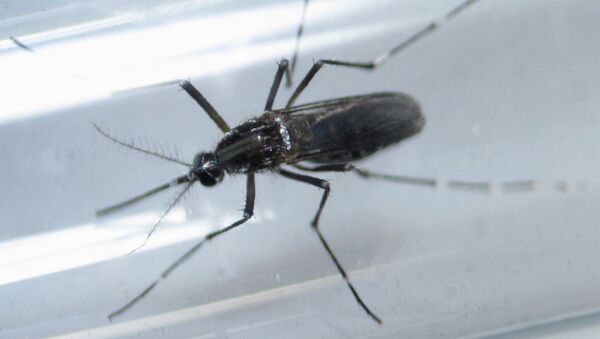 Aedes aegypti, el mosquito transmisor del Zika - Sputnik Mundo