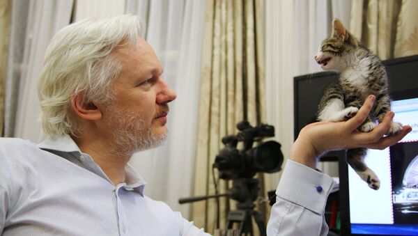 Julian Assange con su nueva amiga felina - Sputnik Mundo