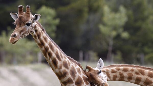 Жирафы в африканском заповеднике Сижан во Франции - Sputnik Mundo