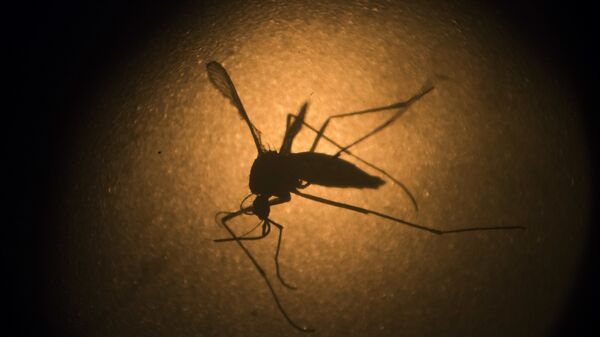 Un mosquito (imagen referencial) - Sputnik Mundo