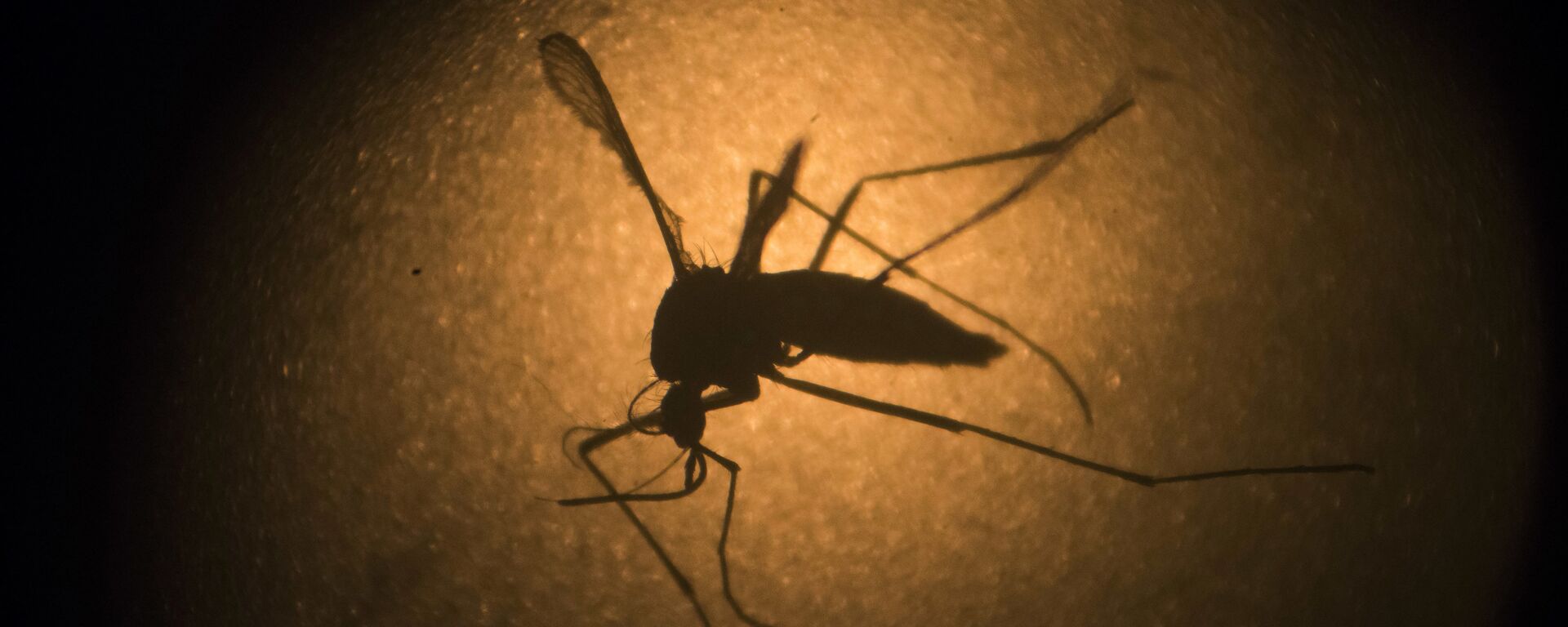 Mosquito Aedes Aegypti - Sputnik Mundo, 1920, 14.10.2020