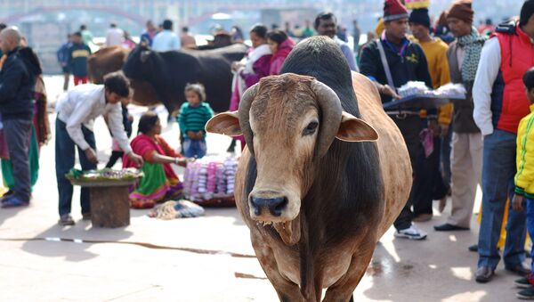 Una vaca en la India (Archivo) - Sputnik Mundo