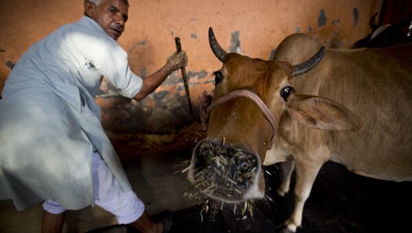 Una vaca en India - Sputnik Mundo