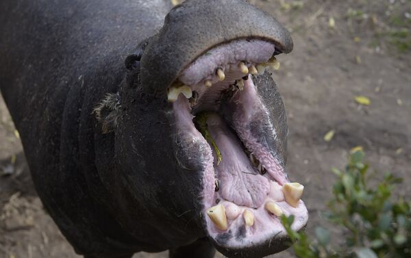 Hipopótamo en el zoológico de Buenos Aires - Sputnik Mundo