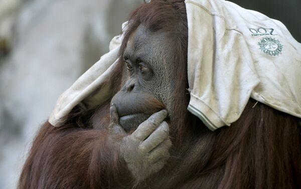 Orangután en el zoológico de Buenos Aires - Sputnik Mundo