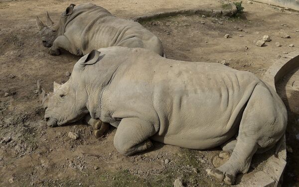 Rinoceronte en el zoológico de Buenos Aires - Sputnik Mundo