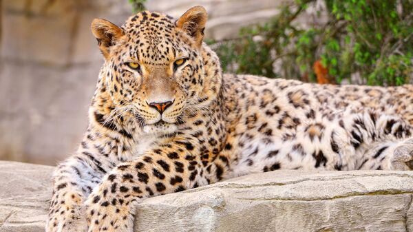 El leopardo de Persia - Sputnik Mundo