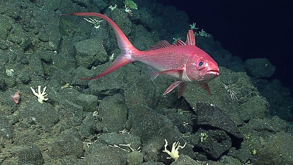 Long-Tail Red Snapper spotted during Dive 2 on Pagan - Sputnik Mundo