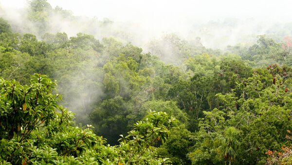 Un bosque en Guatemala - Sputnik Mundo