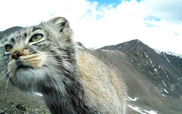 El gato de Pallas fotografiado en Siberia - Sputnik Mundo