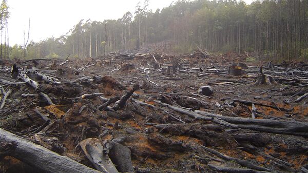 La FAO culpa a Suramérica de la mayor deforestación a nivel mundial - Sputnik Mundo