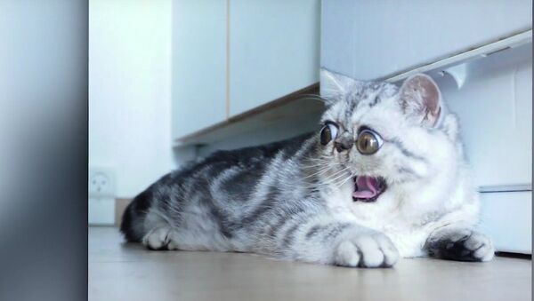 Herman The Scaredy Cat Can’t Believe His Eyes - Sputnik Mundo