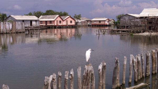 A heron rests on the side of one of the canals of Nueva Venecia, a fishing village built on stilts in the marshy area of Cienaga Grance, in northern Colombia, Wednesday, Nov. 29, 2000. - Sputnik Mundo