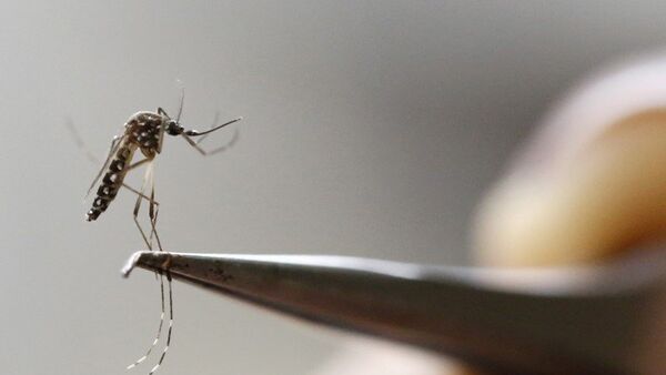 El mosquito Aedes Aegypti - Sputnik Mundo