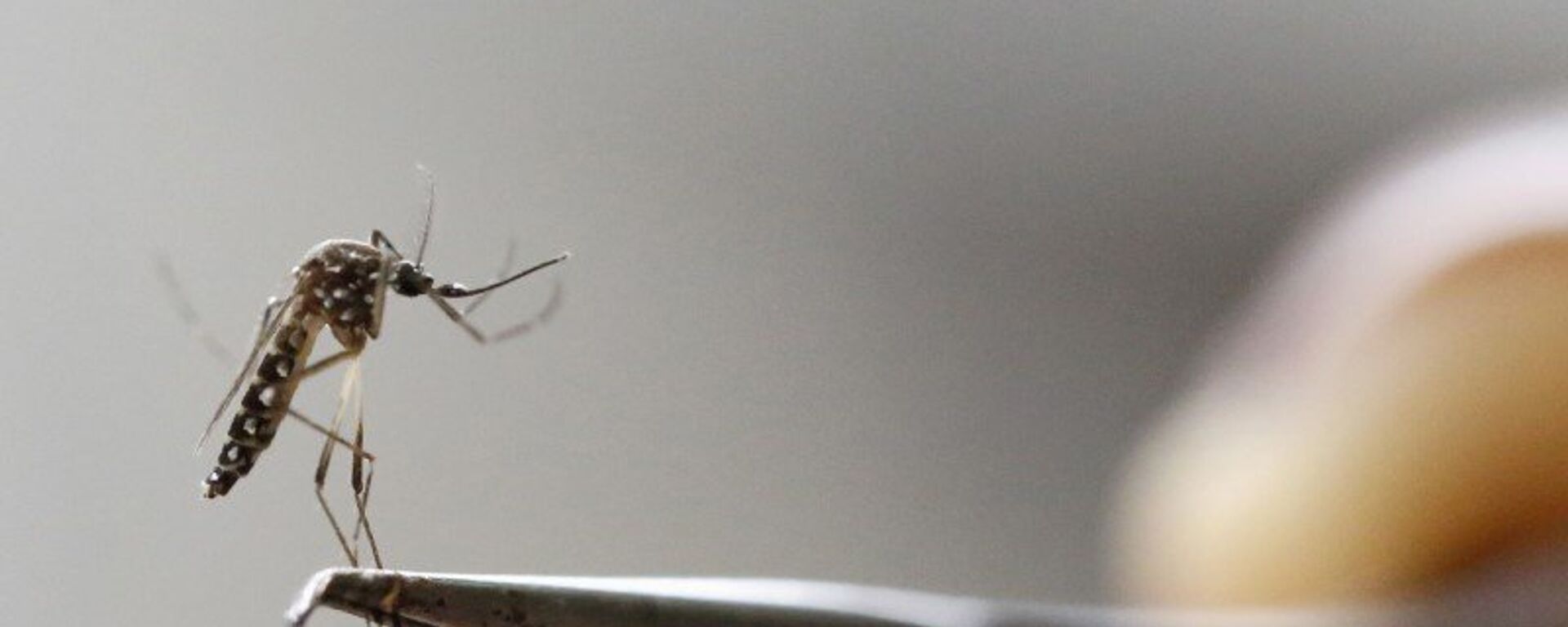 El mosquito Aedes Aegypti - Sputnik Mundo, 1920, 30.04.2021