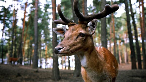 Un ciervo, animal típico del hemisferio norte - Sputnik Mundo