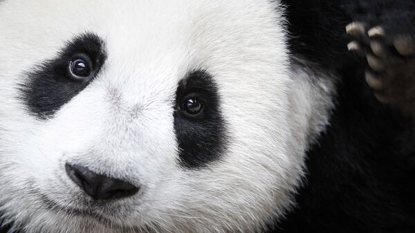 Los pandas son una de las principales atracciones del zoológico de Toronto - Sputnik Mundo