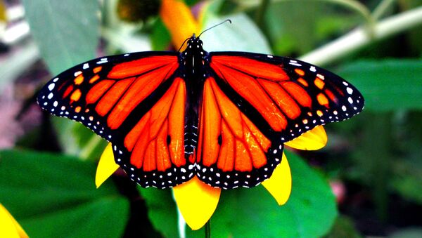 La mariposa monarca - Sputnik Mundo