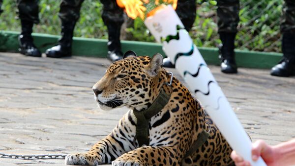 Jaguar Juma, que fue abatido a tiros después de participar en el relevo de la antorcha olímpica - Sputnik Mundo