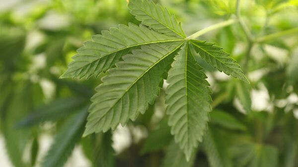 A thriving marijuana plant is seen at a grow operation in Denver, Colorado - Sputnik Mundo