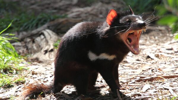 The Tasmanian devil - Sputnik Mundo