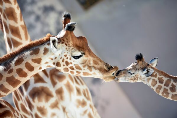 Una cría de jirafa nació a finales de agosto en el zoológico de La Flèche, en Francia. Es muy cariñosa y le encanta dar besos. - Sputnik Mundo