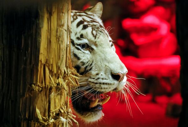 Jan, el tigre de Bengala blanco del zoológico de Krasnoyarsk, es un felino muy preocupado por su apariencia. El animal siempre limpia sus colmillos con la ayuda de un pedazo de árbol. - Sputnik Mundo