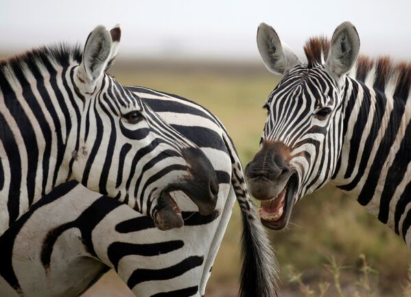 Zebras en el Parque Nacional de Amboseli, Kenia. - Sputnik Mundo
