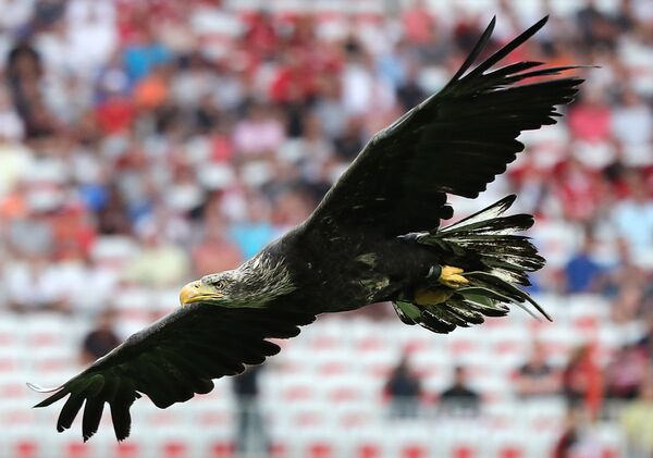 Una majestuosa águila vuela sobre un campo de fútbol en Niza, Francia - Sputnik Mundo