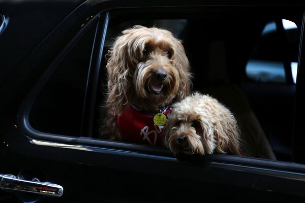 A estos dos hermosos perros neoyorquinos de la raza labradoodle les encanta montar en coche junto a su dueño. - Sputnik Mundo
