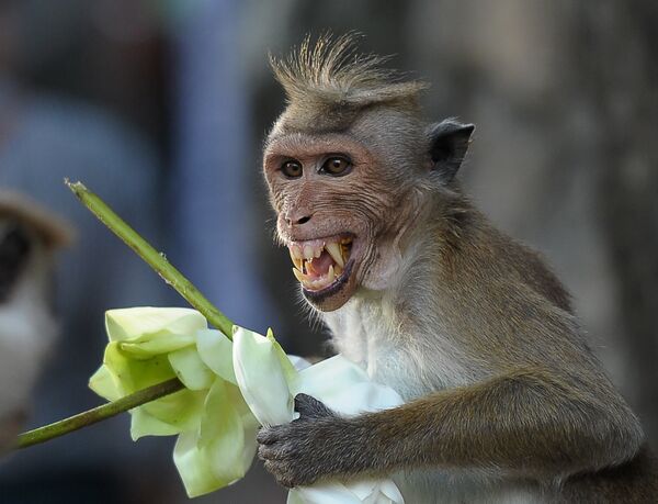 Los monos son parte inseparable de muchos templos budistas en Sri Lanka, como este animalito de la foto, que regala flores cerca del Templo del Oro de Dambulla. - Sputnik Mundo