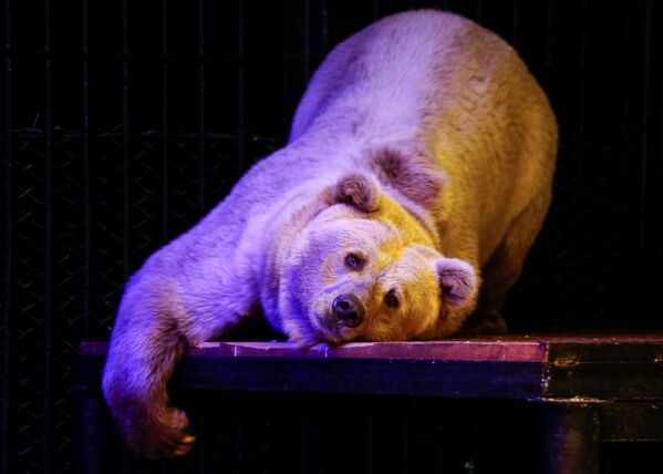 Otra celebridad del zoológico de Krasnoyarsk es el oso Pamir, que sorprende al público con sus trucos acrobáticos. - Sputnik Mundo