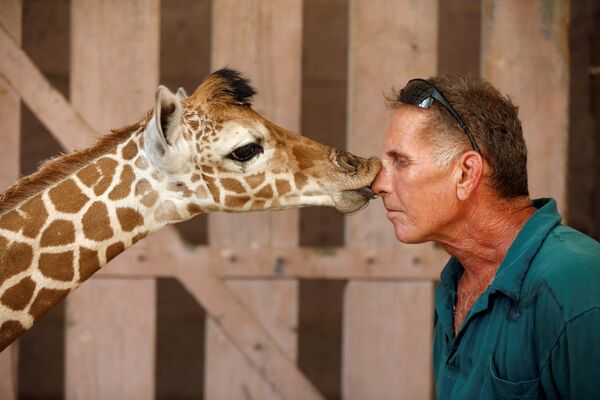 Una jirafa bebé besa a un empleado del parque zoológico en las afueras de Tel Aviv, Israel. - Sputnik Mundo