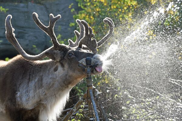 A este reno del zoológico de Hanóver (Alemania) le encanta jugar con el agua, especialmente en los días más calientes. - Sputnik Mundo