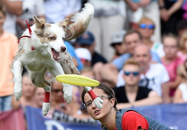 La ciudad polaca de Varsovia albergó la competencia de 'frisbee dog', en la cual participó Laki, la hermosa perrita registrada en esta foto, durante un salto para atrapar el disco volador. - Sputnik Mundo