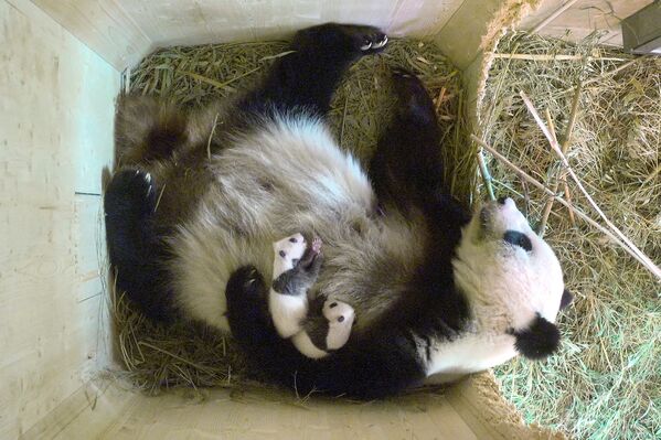 Estas dos crías de pandas gigante nacieron hace cerca de un mes en el Zoológico de Viena. Mientras los bebés crecen y se hacen más fuertes, su madre, Yang Yang, siempre los consiente. - Sputnik Mundo