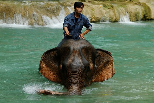 Esta cascada en Luang Prabang (Laos) es uno de los lugares favoritos de los elefantes para bañarse. - Sputnik Mundo