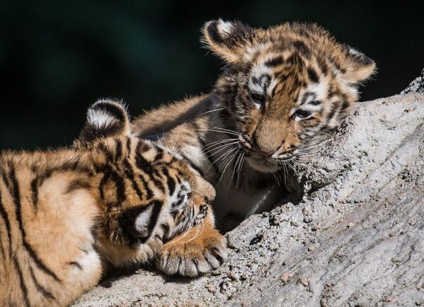Estos dos cachorritos de tigre han nacido hace diez semanas en el zoológico de Duisburgo (Alemania). - Sputnik Mundo
